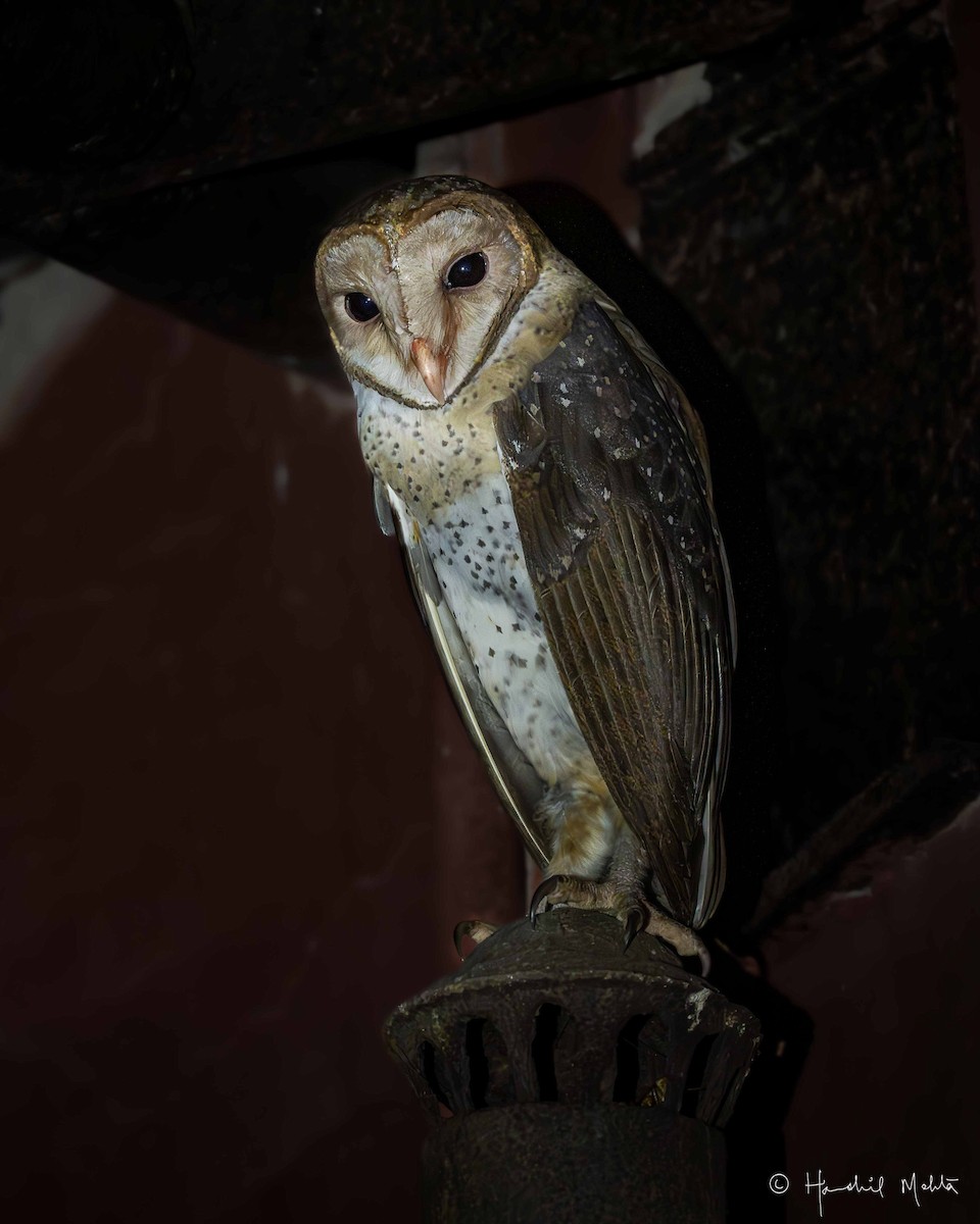 Andaman Masked-Owl - ML638786901