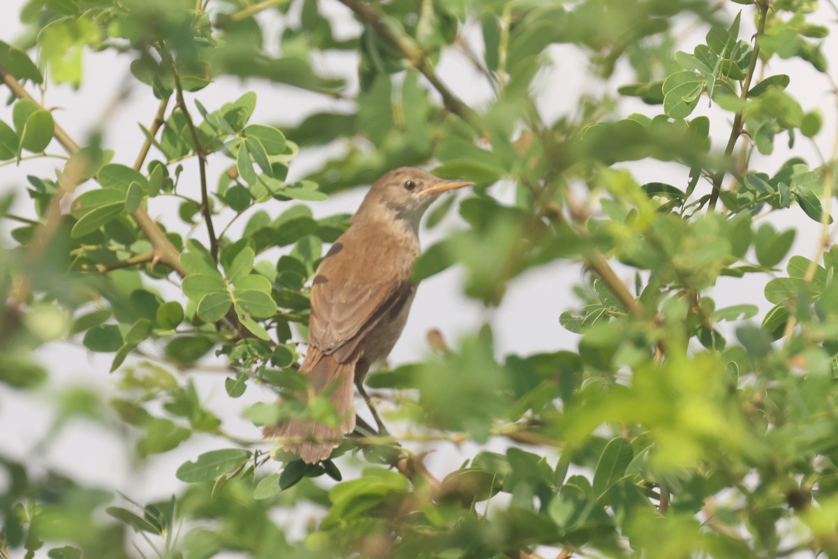 Greater Swamp Warbler - ML638786942