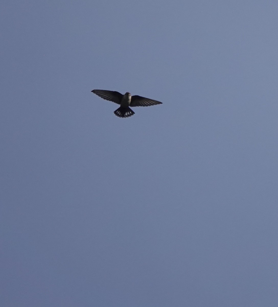 Eurasian Crag-Martin - ML638787002