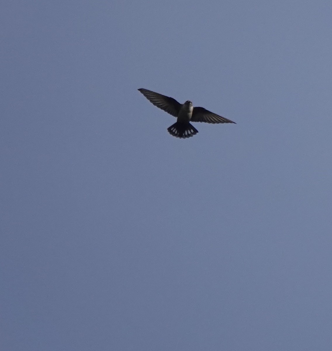 Eurasian Crag-Martin - ML638787003