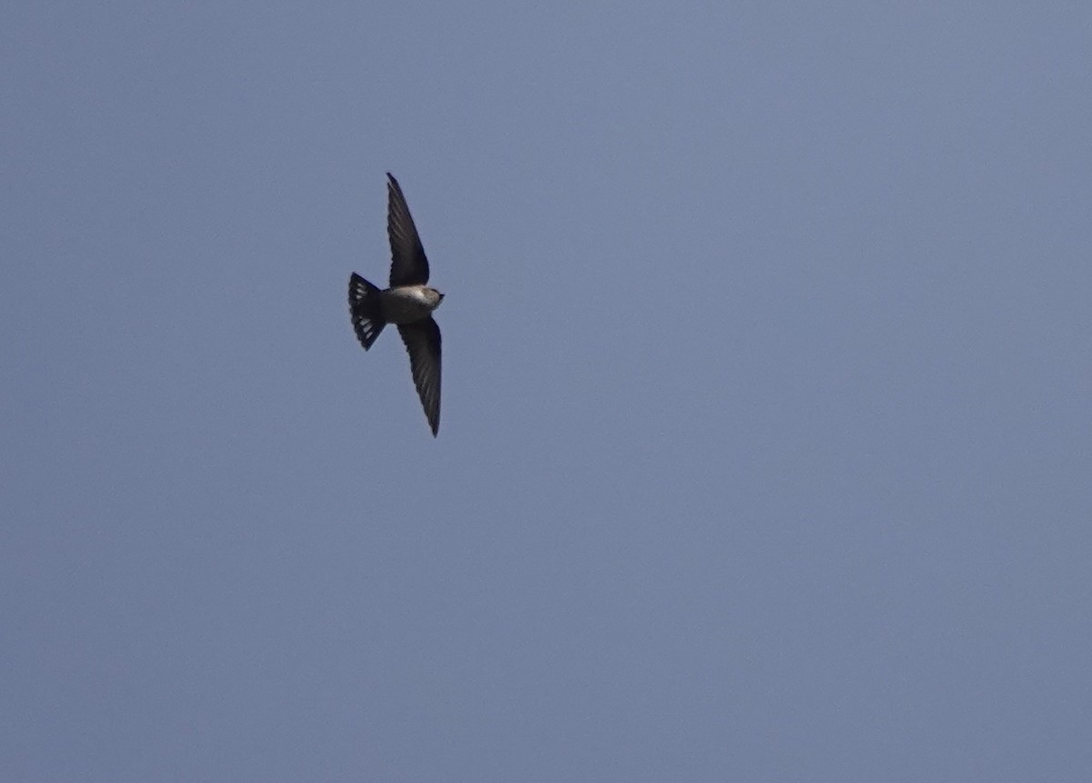 Eurasian Crag-Martin - ML638787004