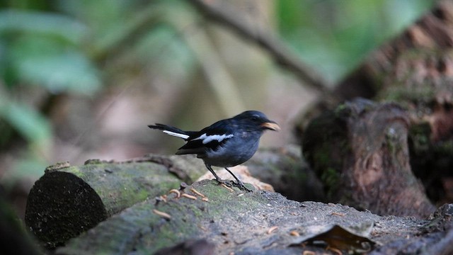 Oriental Magpie-Robin - ML638787006