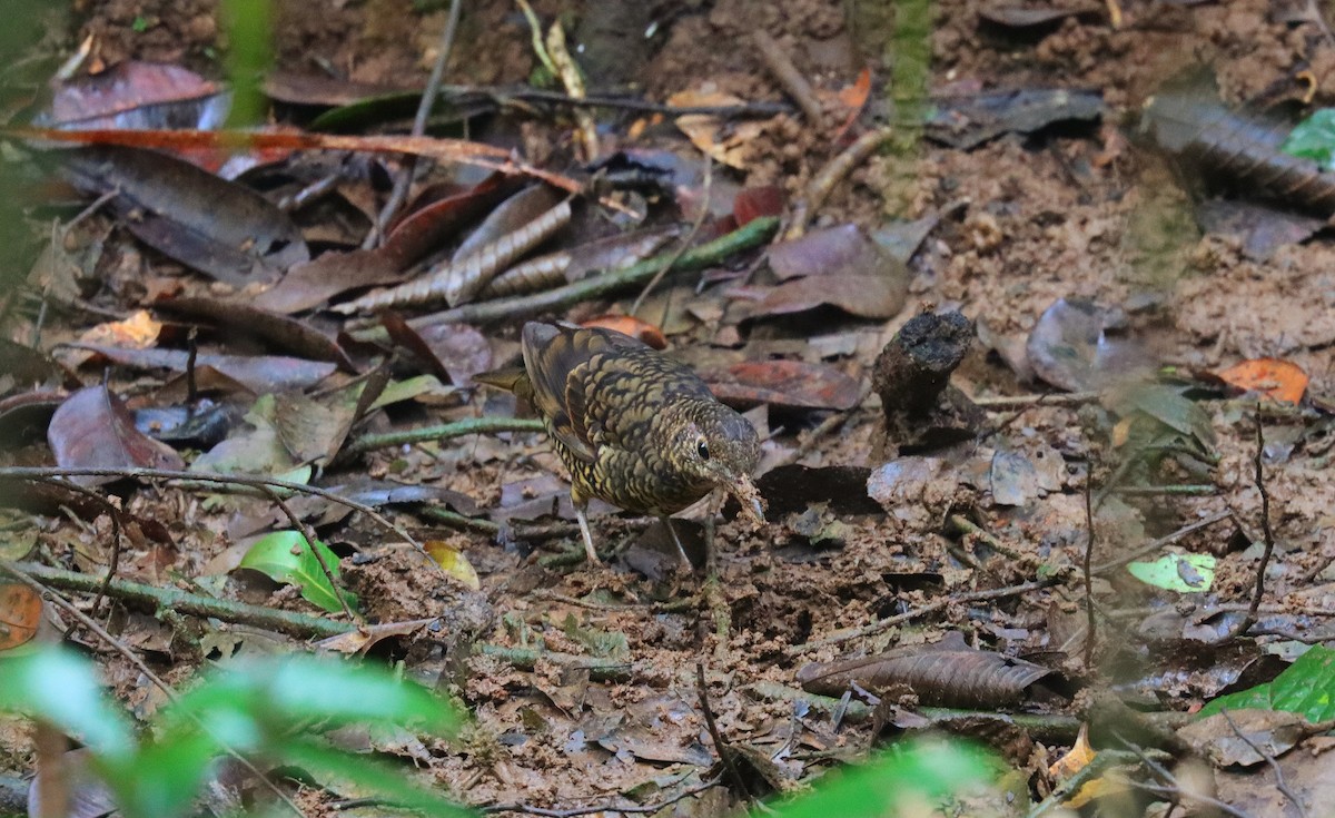 Sri Lanka Thrush - ML638787110