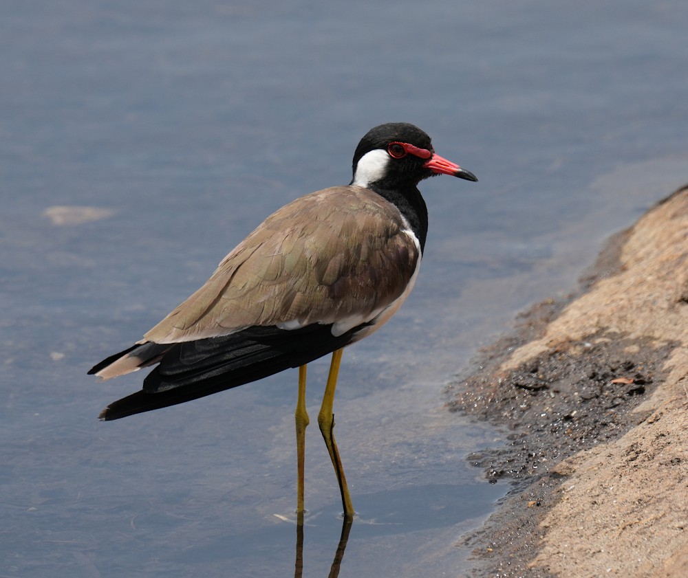 Red-wattled Lapwing - ML638787112