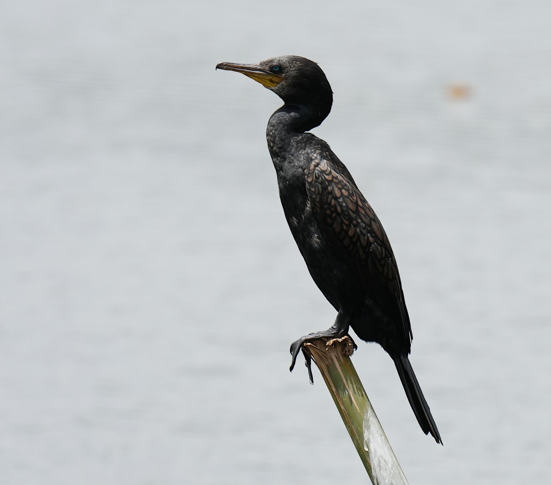 Indian Cormorant - ML638787114