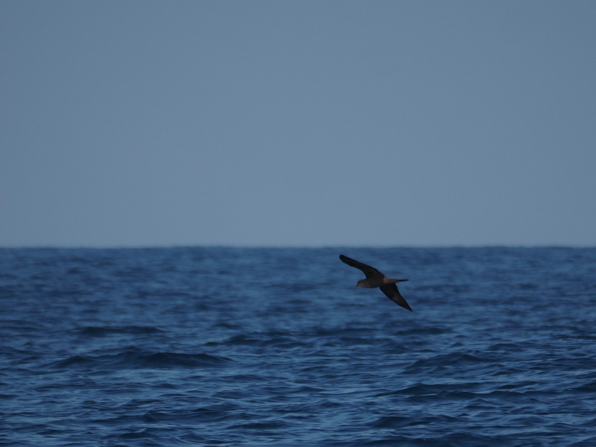 Jouanin's Petrel - ML638787133