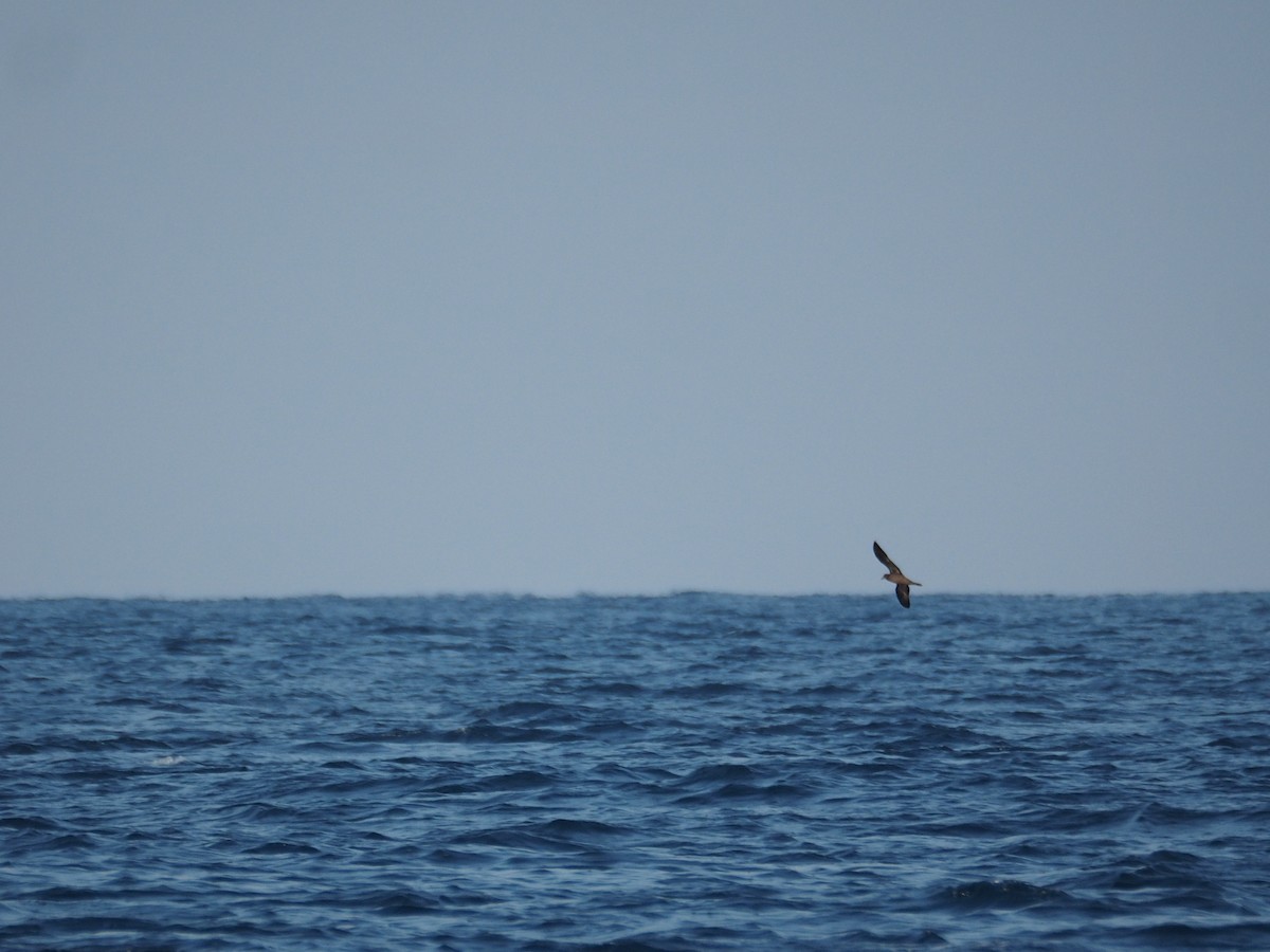 Jouanin's Petrel - ML638787134