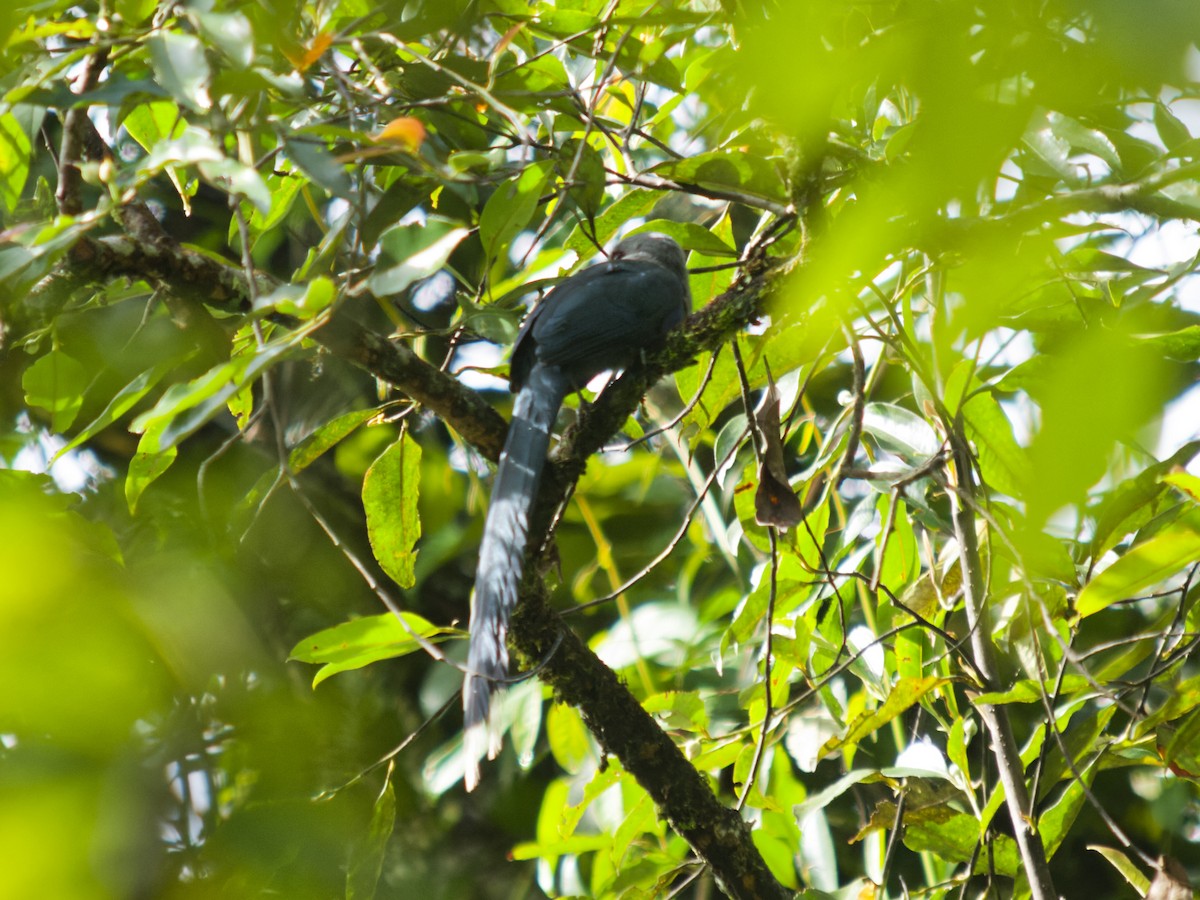 Green-billed Malkoha - ML638787139