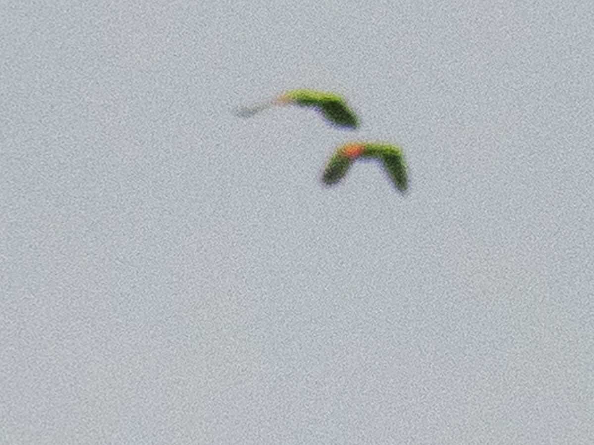 Амазон жовтощокий - ML638787176