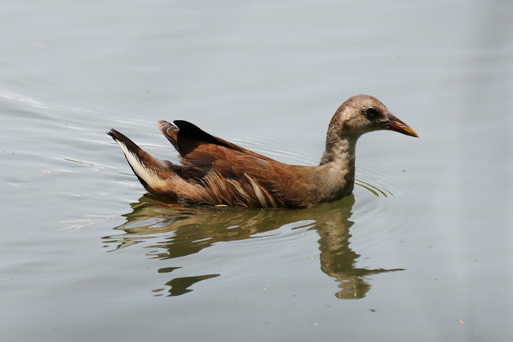 Eurasian Moorhen - ML638787182