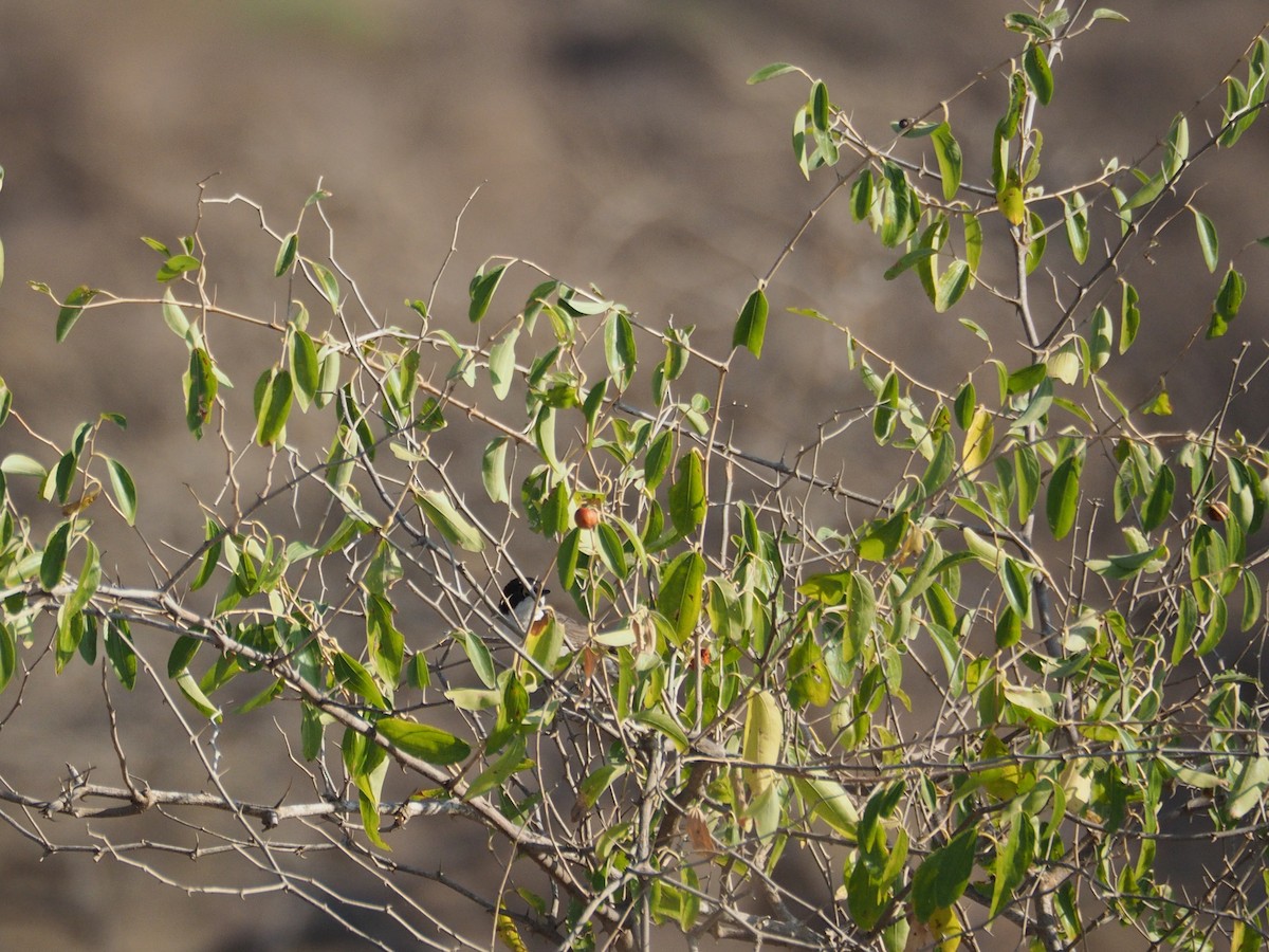 Arabian Warbler - ML638787189