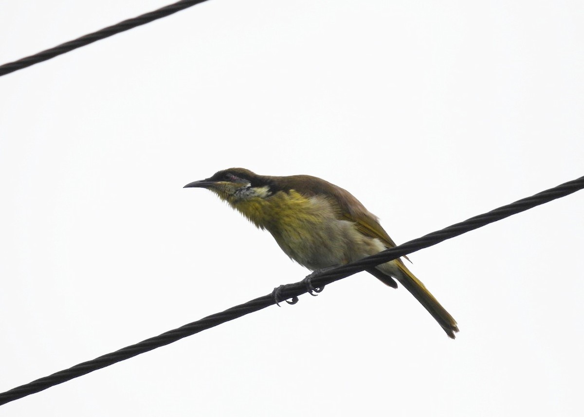 Varied Honeyeater - ML638787216