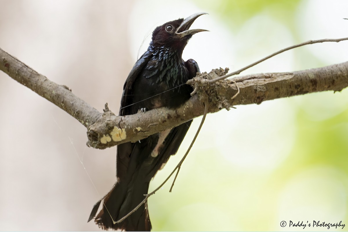 Hair-crested Drongo - ML638787218