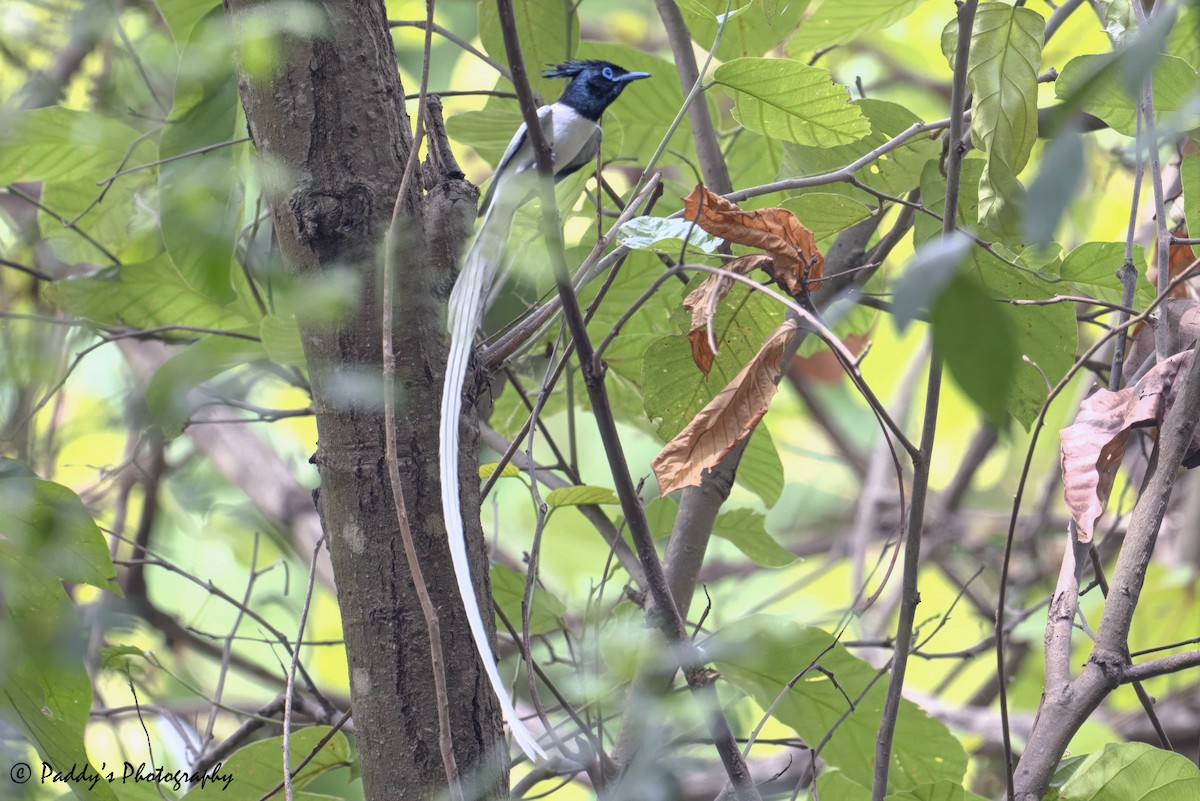 Indian Paradise-Flycatcher - ML638787230