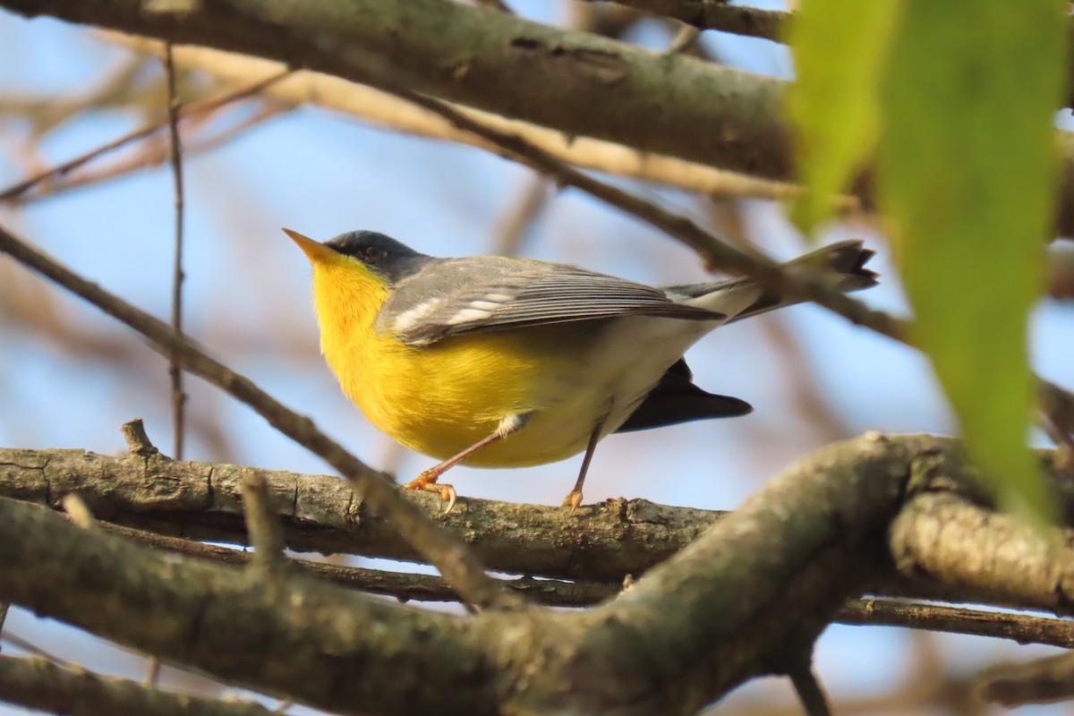 Tropikal Parula - ML638787238