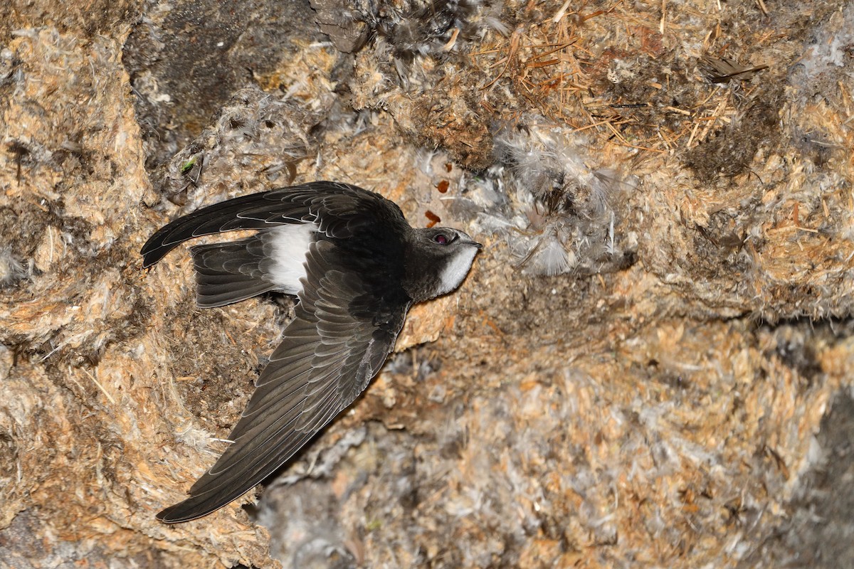 Little Swift - ML638787286