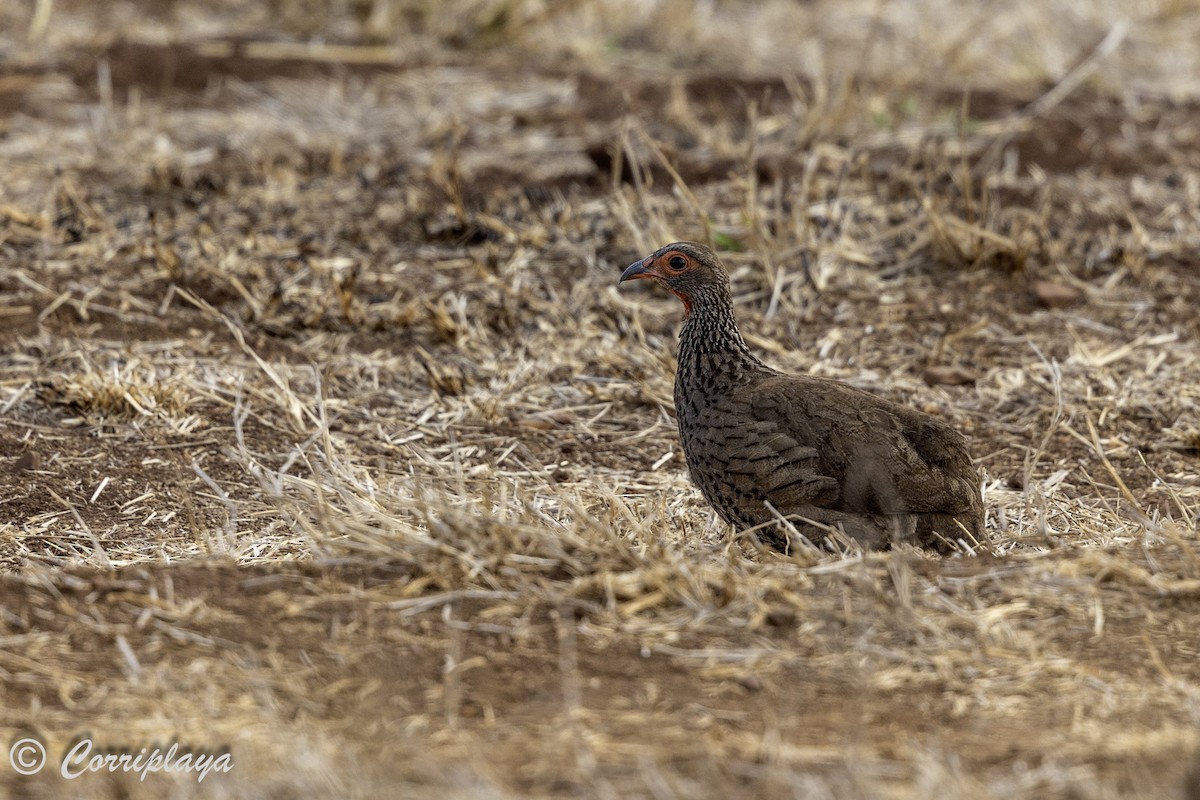 Swainson's Spurfowl - ML638787326