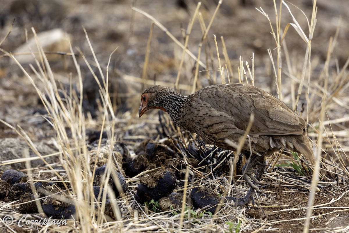 Swainson's Spurfowl - ML638787330