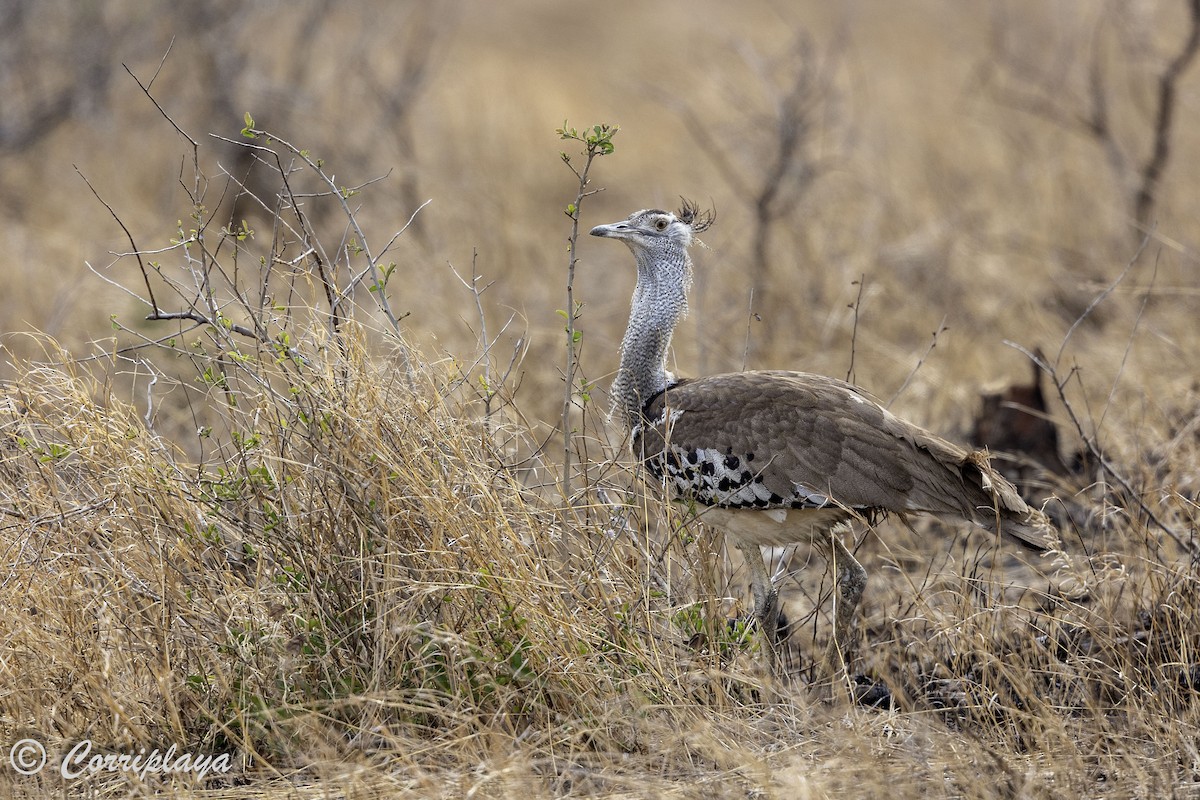 Kori Bustard - ML638787356