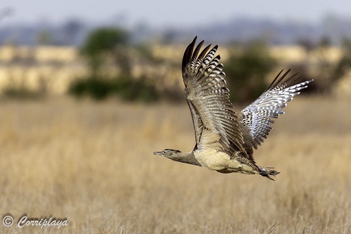Kori Bustard - ML638787361
