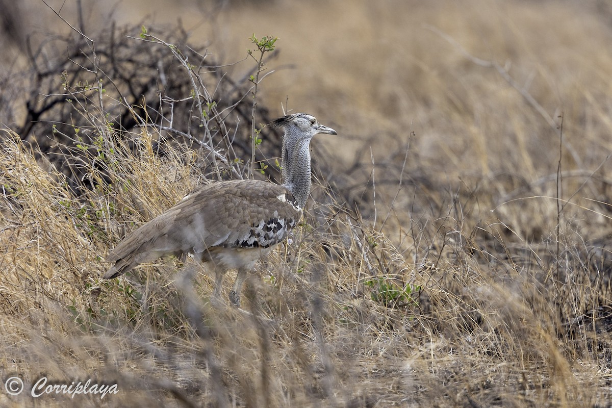 Kori Bustard - ML638787373