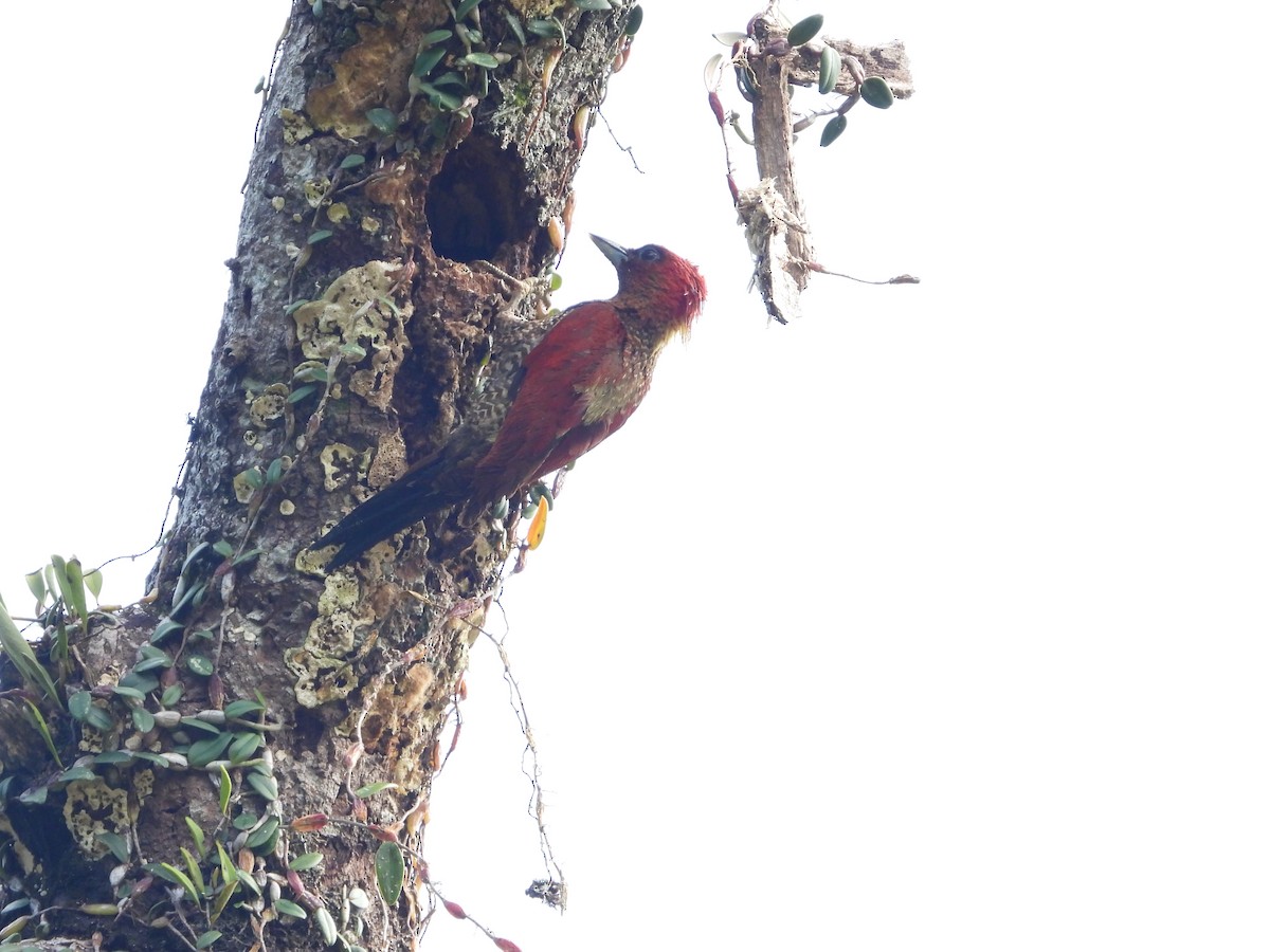 Banded Woodpecker - ML638787374