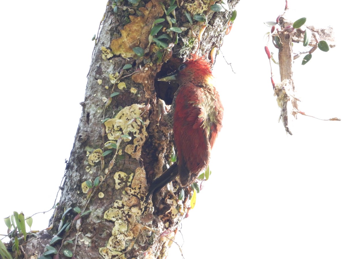 Banded Woodpecker - ML638787375