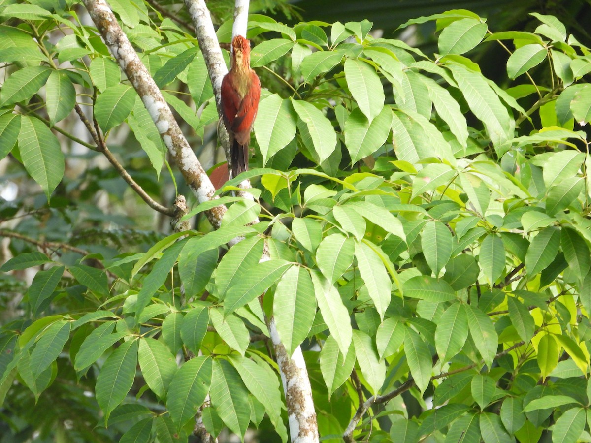 Banded Woodpecker - ML638787376