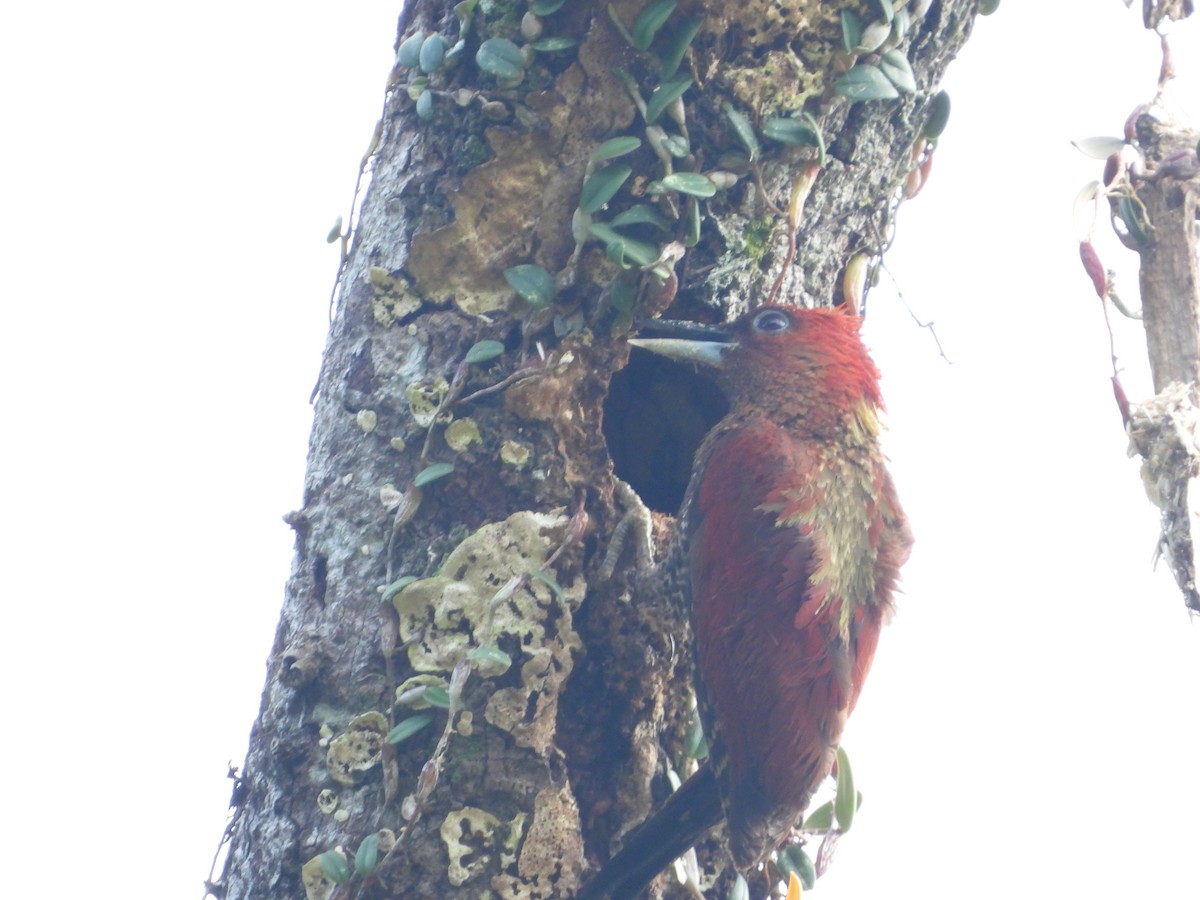 Banded Woodpecker - ML638787377