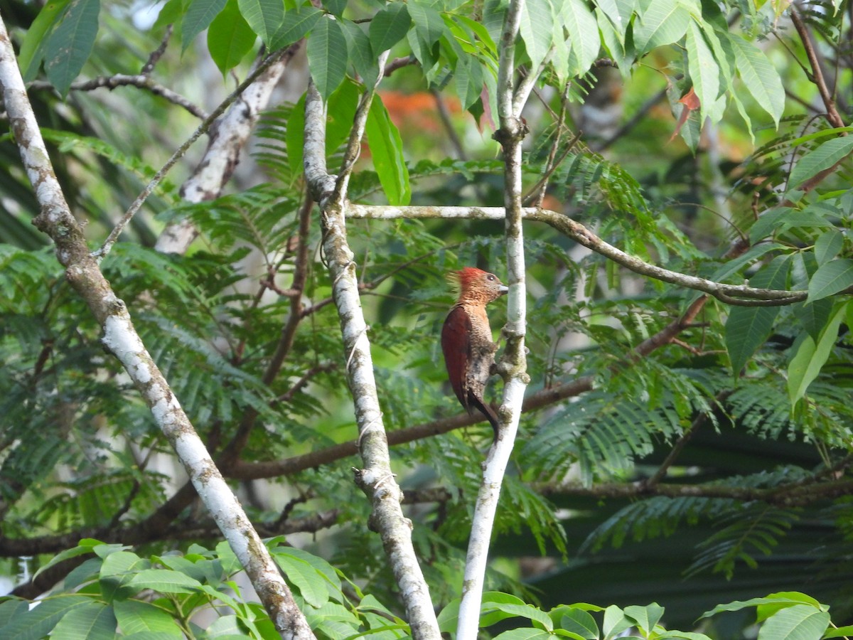 Banded Woodpecker - ML638787378