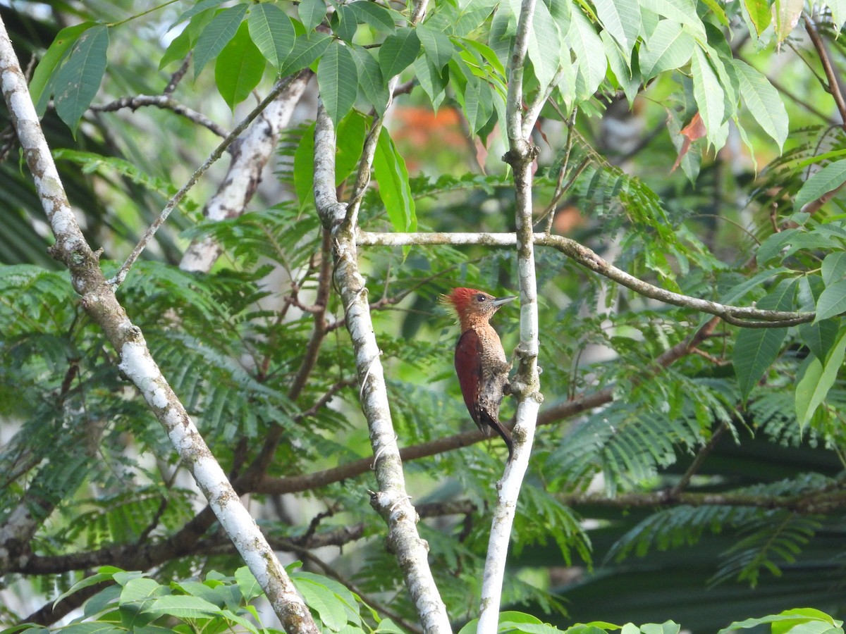 Banded Woodpecker - ML638787379