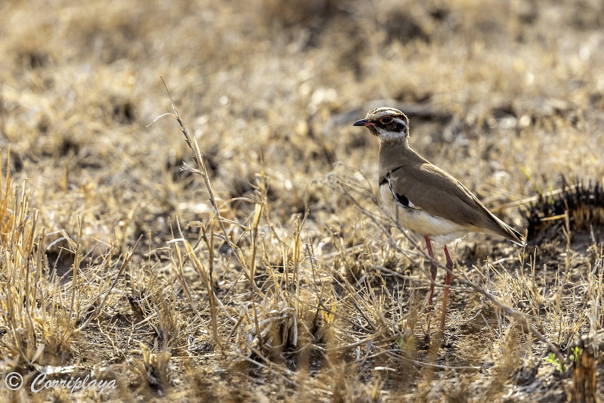 Bronze-winged Courser - ML638787392