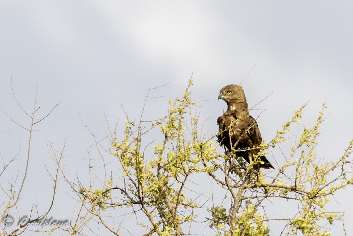 Brown Snake-Eagle - ML638787402