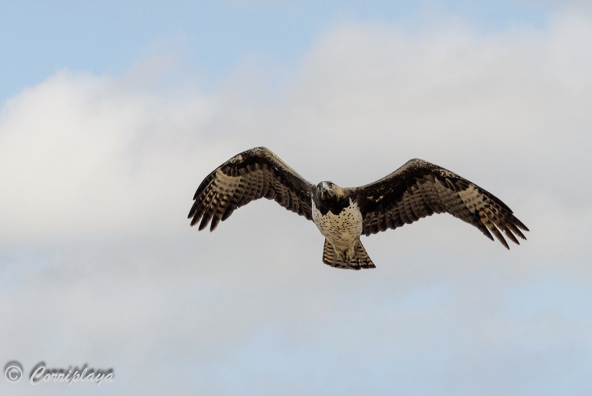 Martial Eagle - ML638787406