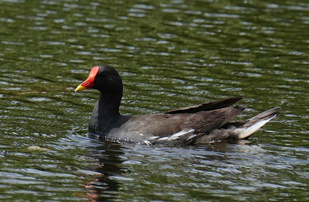 Eurasian Moorhen - ML638787446