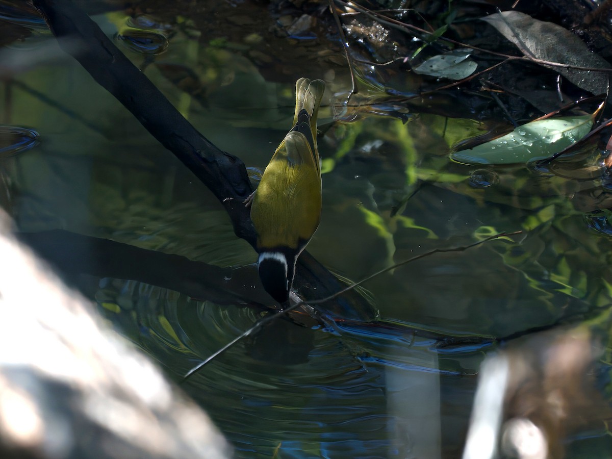 White-throated Honeyeater - ML638787449