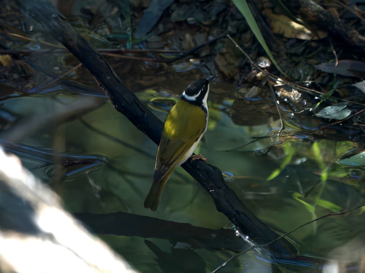 White-throated Honeyeater - ML638787450