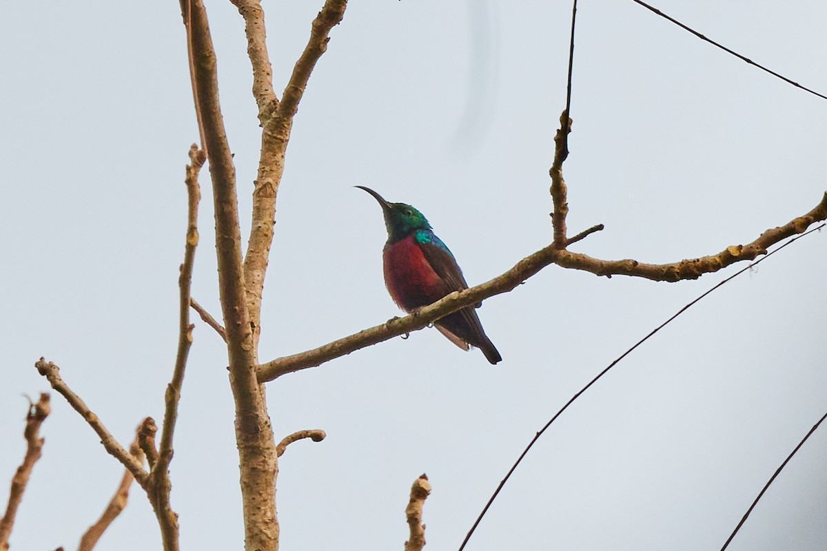 Johanna's Sunbird - ML638787457