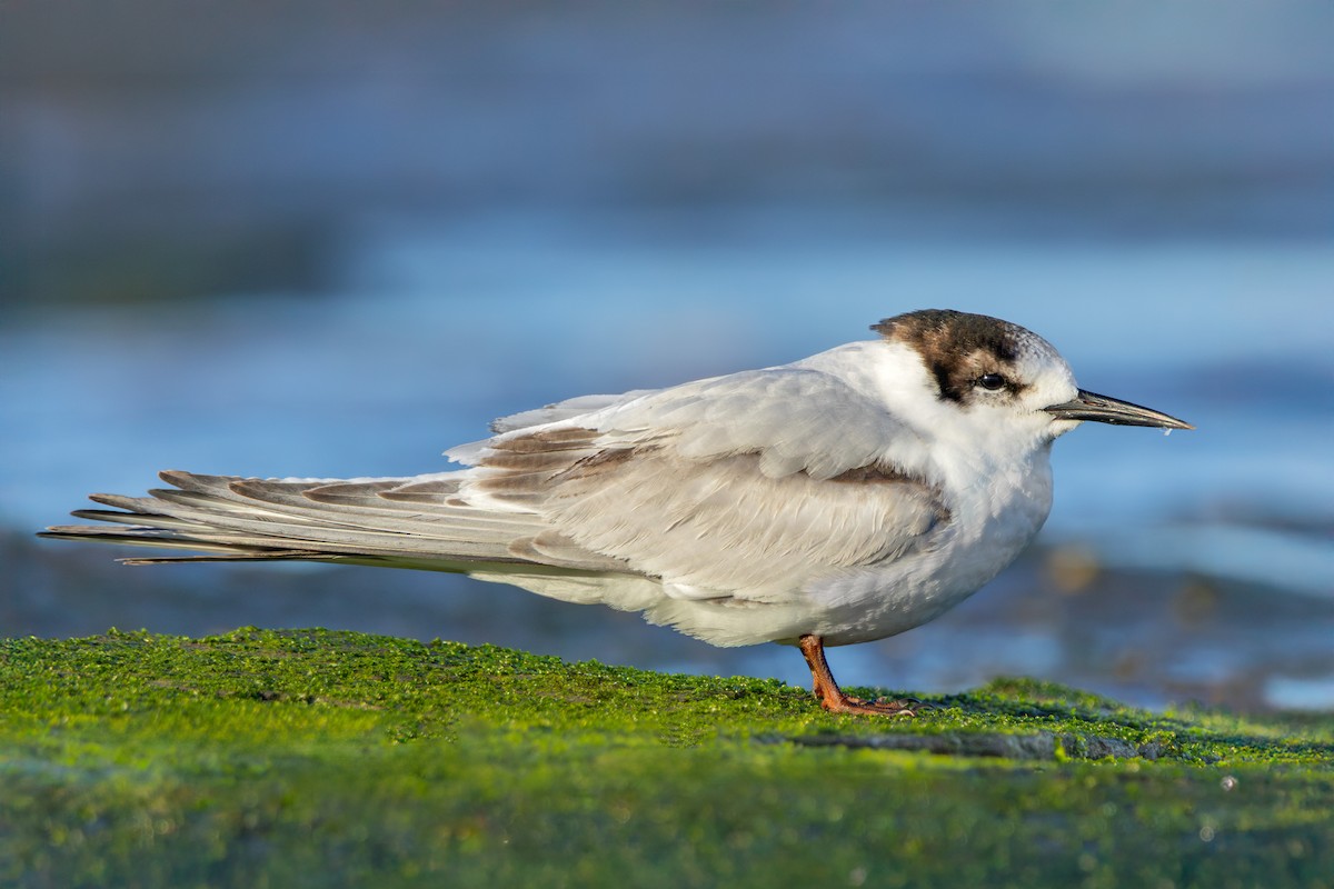 White-fronted Tern - ML638787475