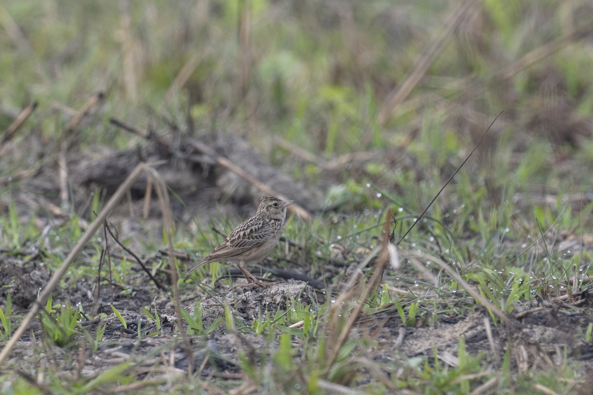 Oriental Skylark - ML638787487
