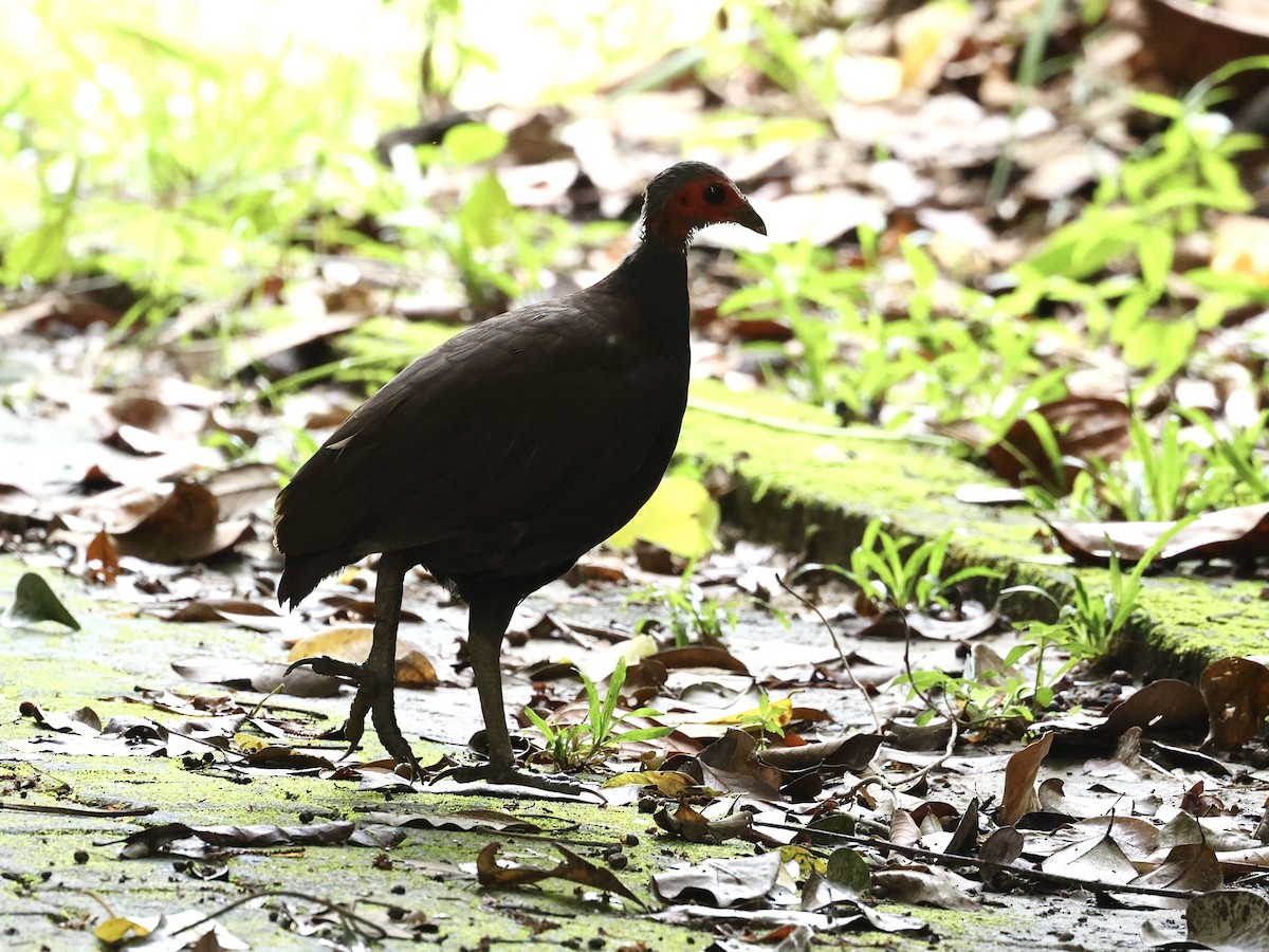 Philippinen-Großfußhuhn - ML638787496