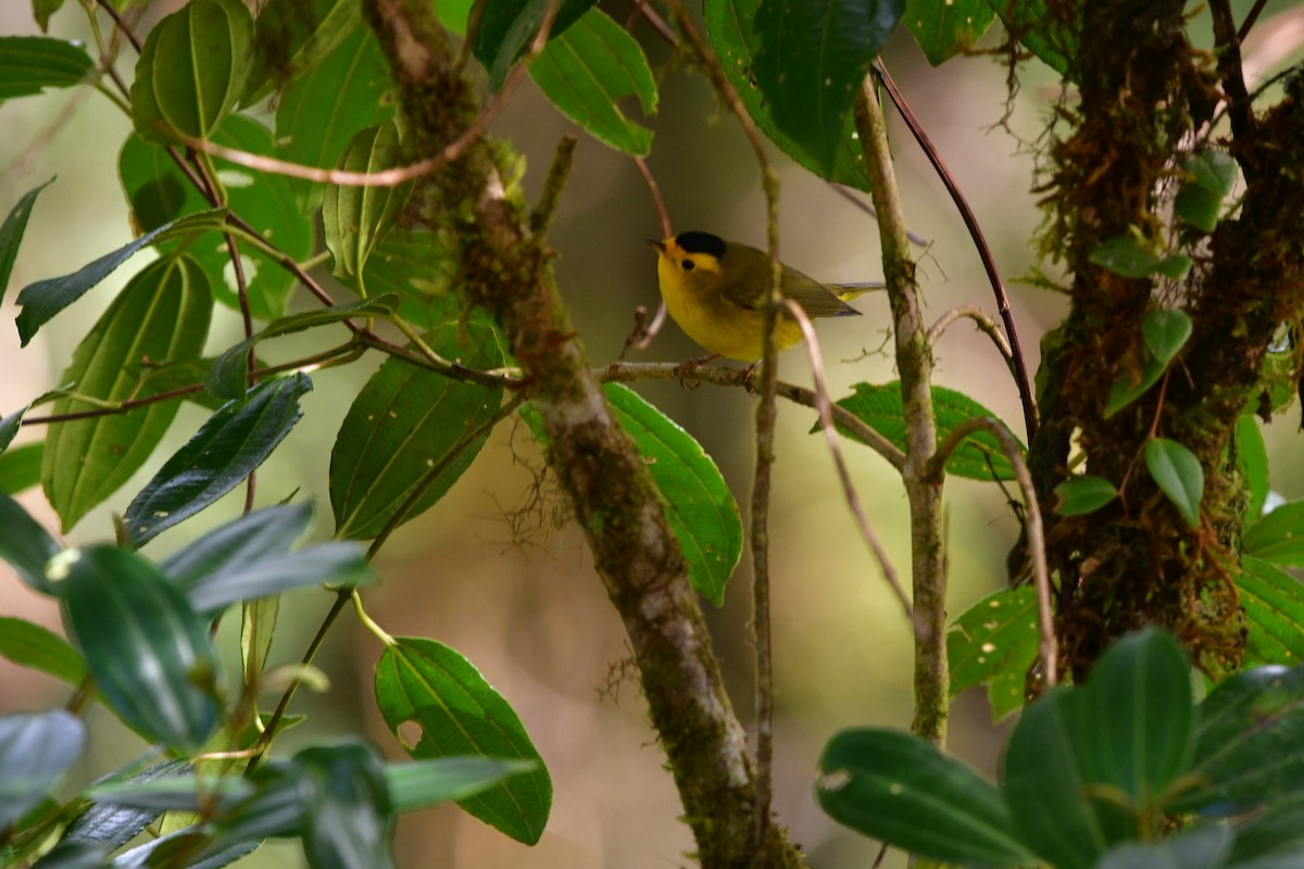 Wilson's Warbler - ML638787511