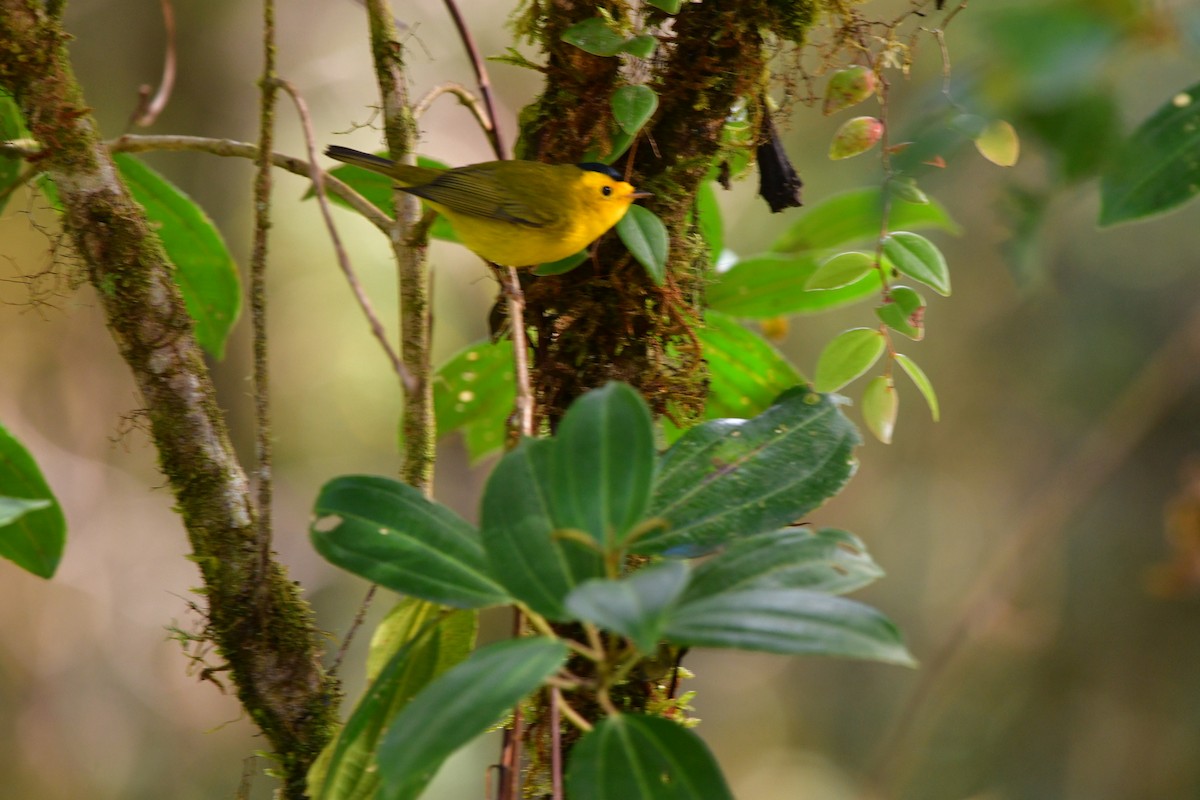 Wilson's Warbler - ML638787512