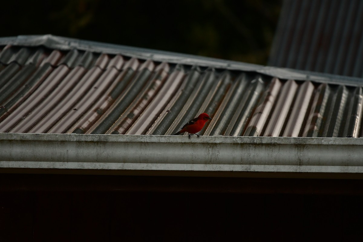 White-winged Tanager - ML638787528