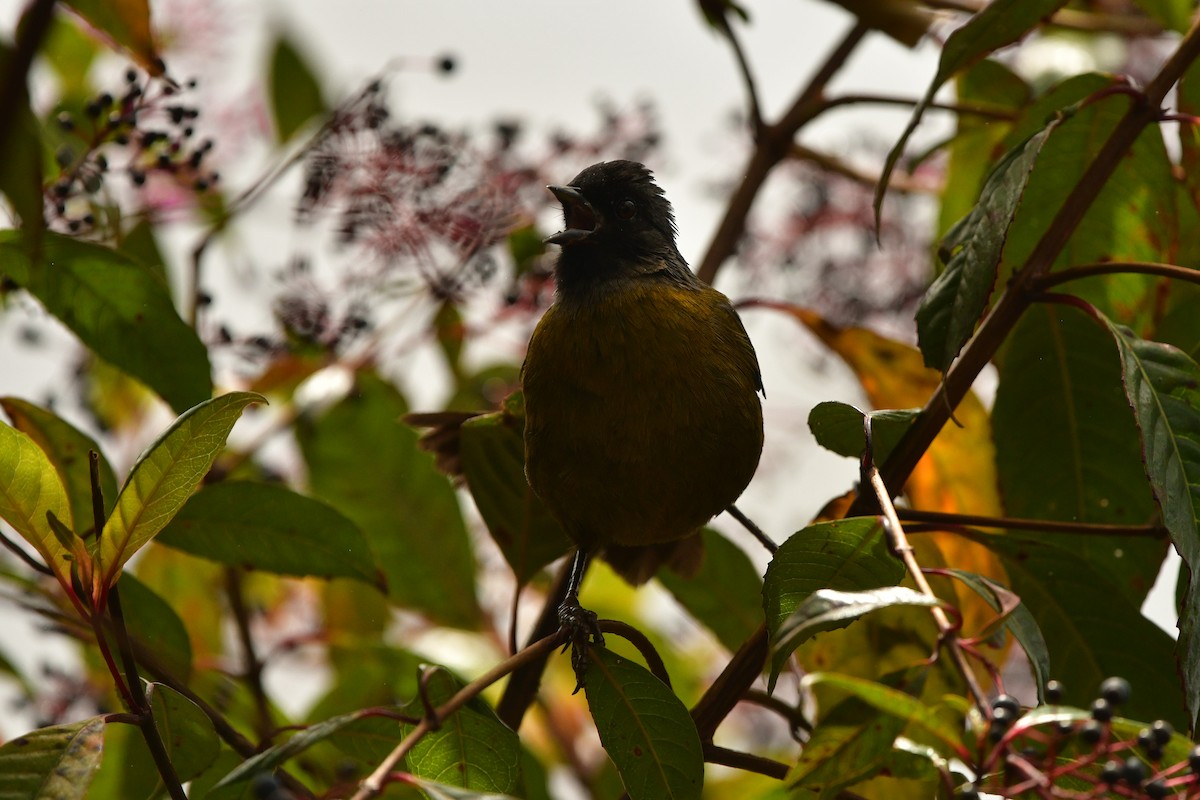 Large-footed Finch - ML638787534