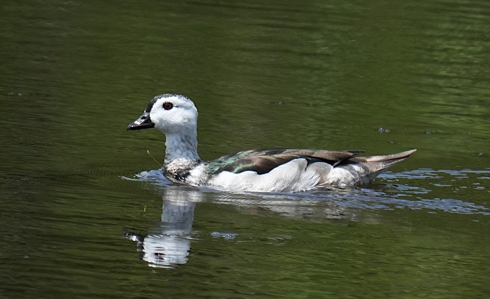 Cotton Pygmy-Goose - ML638787548