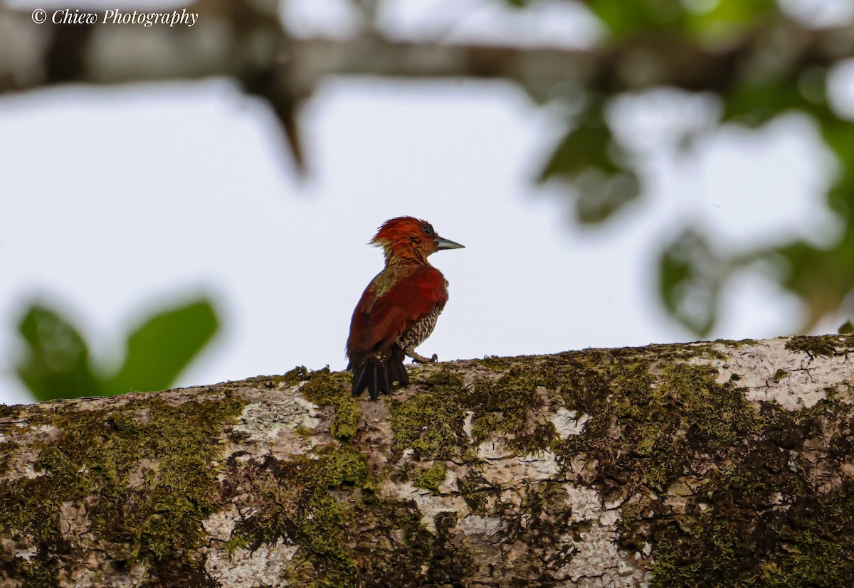 Banded Woodpecker - ML638787553
