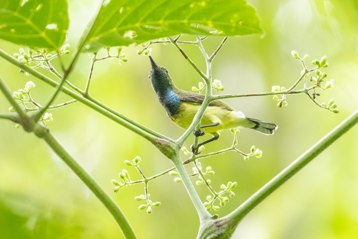 黃腹花蜜鳥 - ML638787611