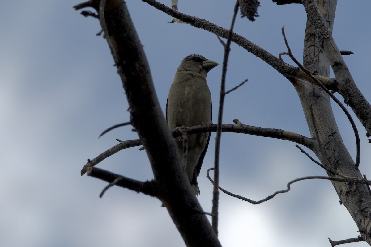 Evening Grosbeak - ML638787689