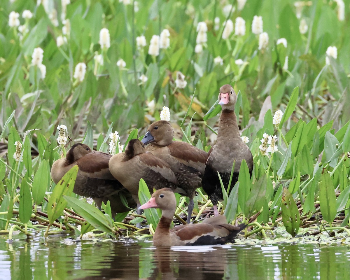 Black-bellied Whistling-Duck - ML638787724